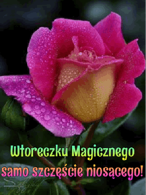 Magicznego wtorku róża